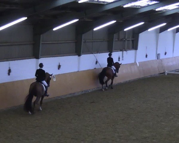 Reitturnier Datteln 2024