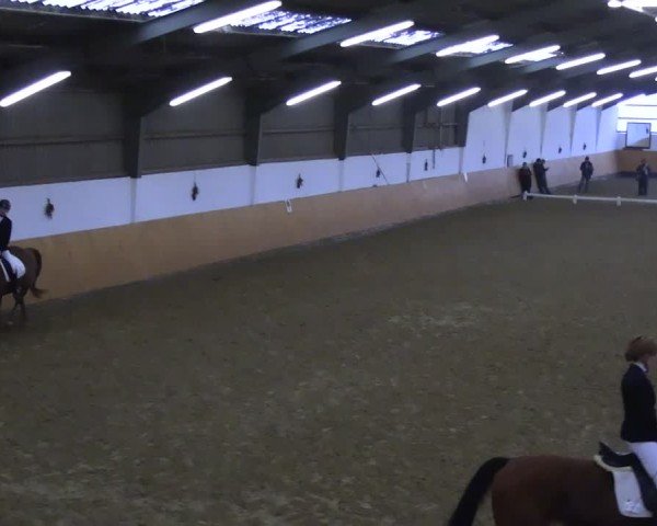 Reitturnier Datteln 2024