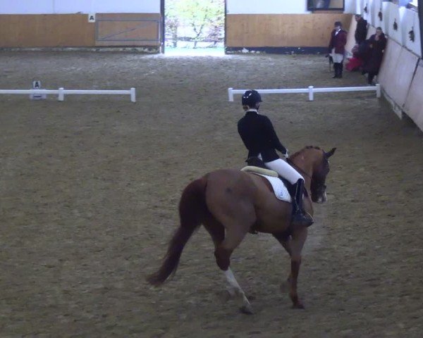 Reitturnier Datteln 2024