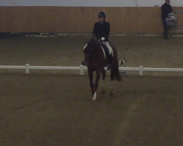 Reitturnier Datteln 2024