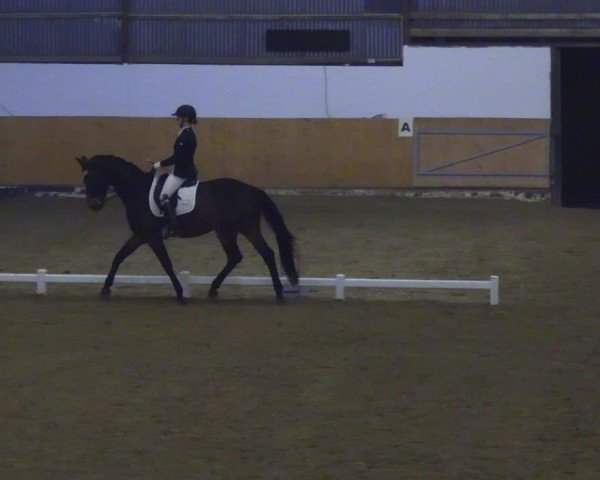 Reitturnier Datteln 2024