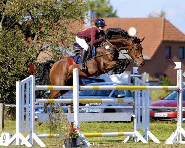 jumper Hell Boy van de Zuuthoeve Z (Zangersheide riding horse, 2015, from Houston)