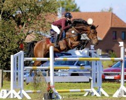 jumper Hell Boy van de Zuuthoeve Z (Zangersheide riding horse, 2015, from Houston)