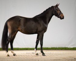 Pferd Danny Energy M (Deutsches Reitpony, 2022, von Danny Zuko)