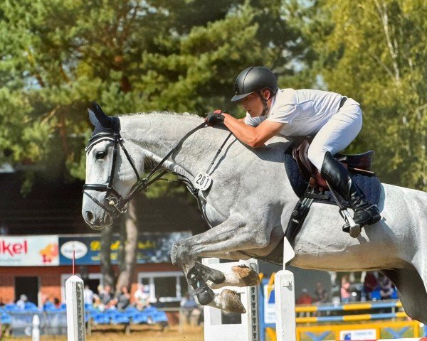jumper Crusher Hb (German Sport Horse, 2018, from Charleston)