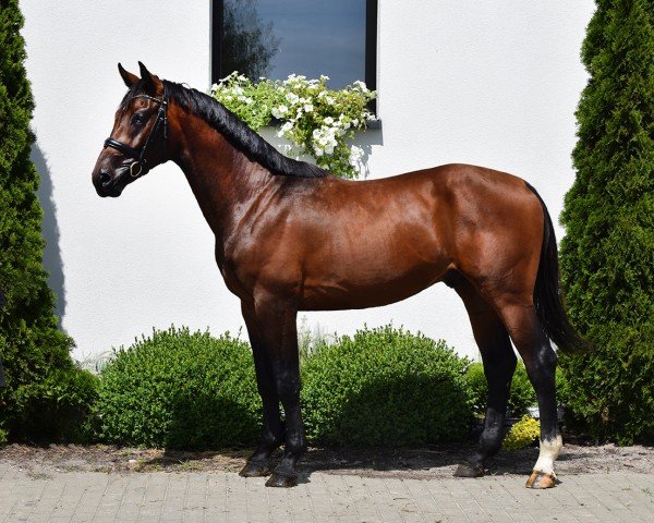 horse Hengst von Contendro I / Kannan (Oldenburg show jumper, 2022, from Contendro I)