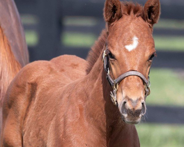 horse Stute von Candy Ride xx (Thoroughbred, 2024, from Candy Ride xx)