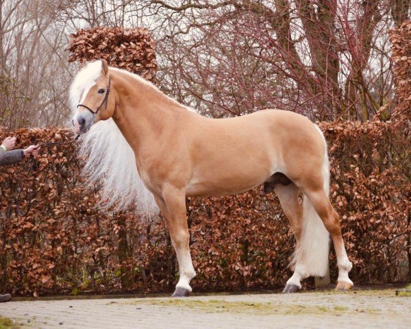 Deckhengst Woody van Seadrift (Haflinger, 2013, von Walzertraum)
