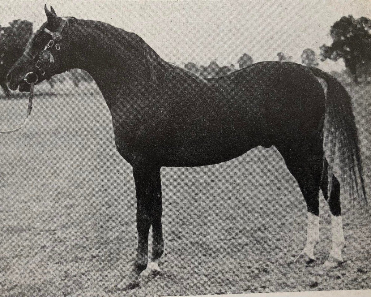 stallion Grand Royal ox (Arabian purebred, 1947, from Oran 1940 ox)
