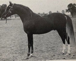 stallion Grand Royal ox (Arabian purebred, 1947, from Oran 1940 ox)