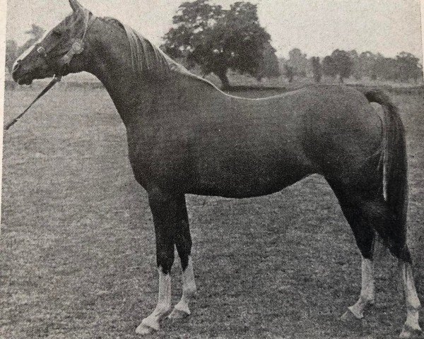 Zuchtstute Shalina ox (Vollblutaraber, 1948, von Rissam 1928 ox) Zuchtstute Shalina ox (Vollblutaraber, 1948, von Rissam 1928 ox)