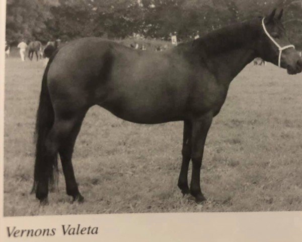 broodmare Vernons Valeta (New Forest Pony, 1999, from Merrie Marmalade)