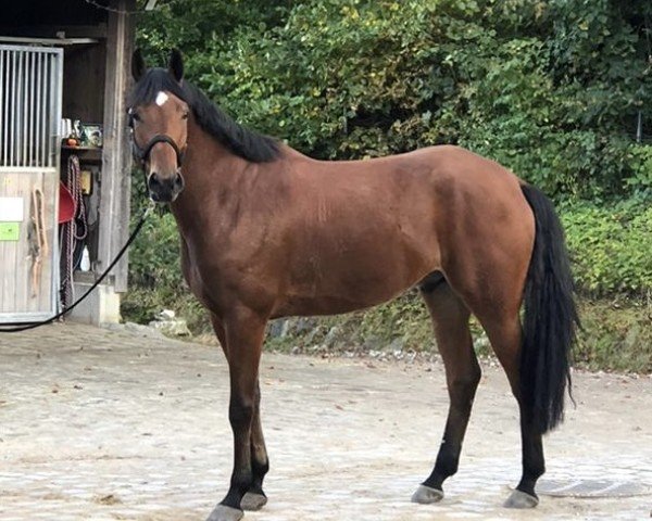 Pferd Filou (Deutsches Sportpferd, 2020, von Birkhof's Fabritius FBW)