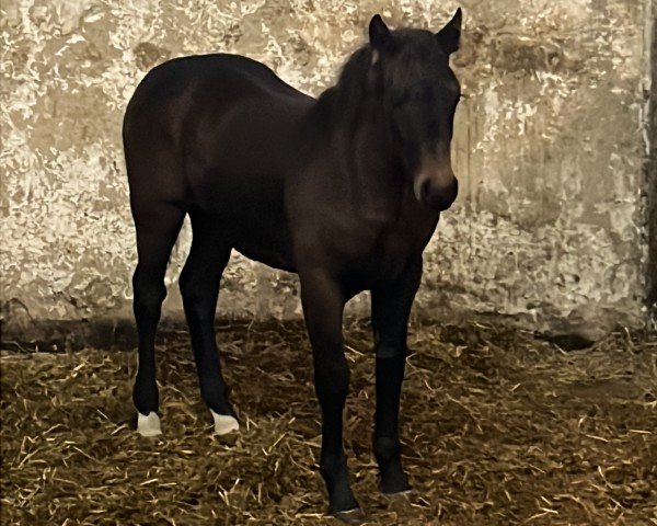 horse Ziri (Sachs-door. Heavy Warmbl., 2024, from Lancelo)
