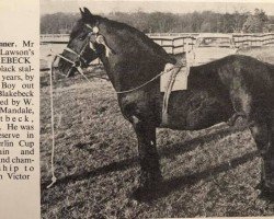 Deckhengst Blake Beck Boy (Fell Pony, 1948, von Storm Boy)