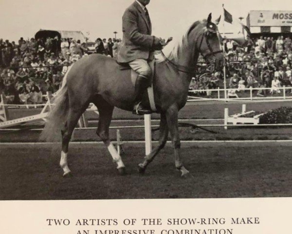 broodmare Criban Fiesta (British Riding Pony, 1954, from Bwlch Valentino)