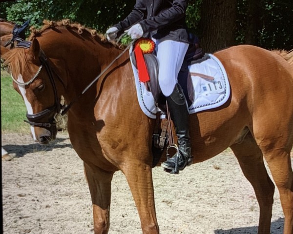 Dressurpferd Magic Crunchy (Deutsches Reitpony, 2019, von Magic Friday B WE)