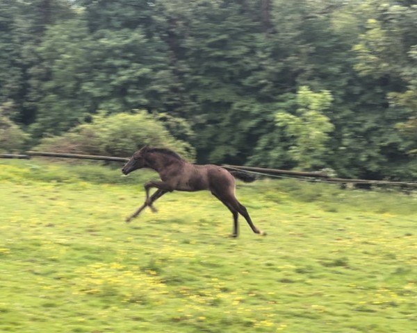 horse Glorydale (Westphalian, 2024, from Glamdale WP NRW)