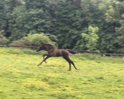 Pferd Glorydale (Westfale, 2024, von Glamdale WP NRW)