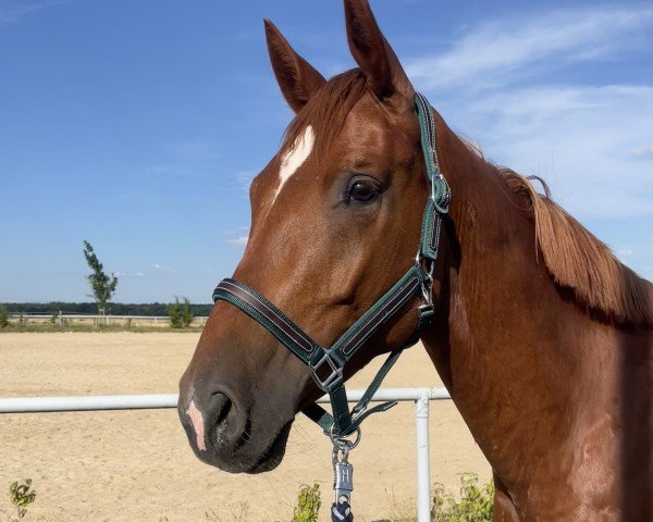 Pferd Daryl Dixon H (Deutsches Sportpferd, 2020, von Da Vinci Dream M)