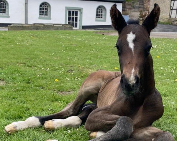 horse For Faveur (Westphalian, 2024, from Friedrich der Große)