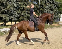 dressage horse De Luxe W 3 (Oldenburg, 2015, from De Niro)