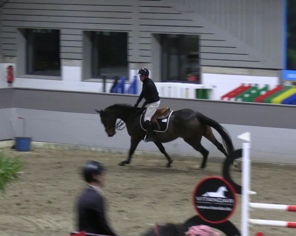 Reitturnier AZL Luhmühlen 2024