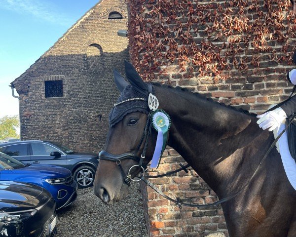 dressage horse Theodora 8 (KWPN (Royal Dutch Sporthorse), 2017, from Thorgal Biolley) dressage horse Theodora 8 (KWPN (Royal Dutch Sporthorse), 2017, from Thorgal Biolley)