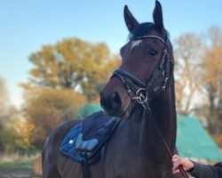 horse Unser Fridolin (Holsteiner, 2020, from UNITED WAY)