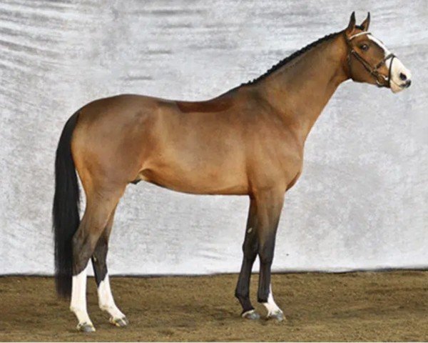 Springpferd Casanova Hastak Dwb (Dänisches Warmblut, 2013, von Cosmeo)