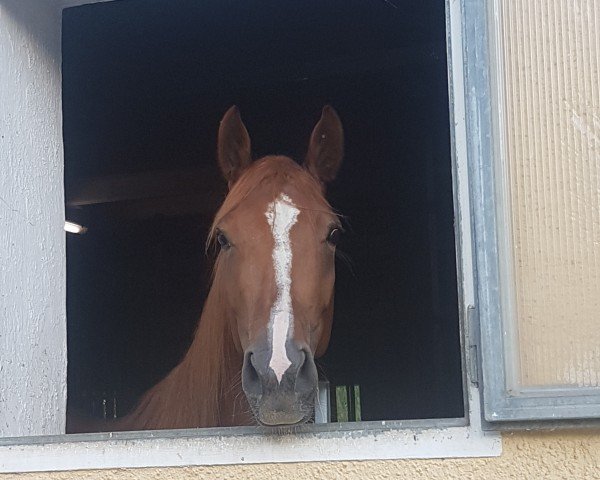 horse Develyne (Hanoverian, 2020, from DeLorean)
