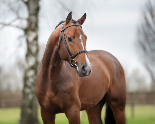 stallion Cape Coral 3 (Holsteiner, 2020, from Cancara)