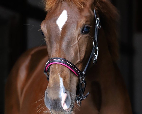 horse Santa Monica (Westphalian, 2024, from San To Alati FRH)