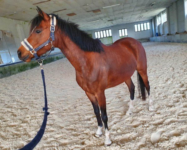 dressage horse AMD La Loona (German Riding Pony, 2015, from Der Kleine Lord)