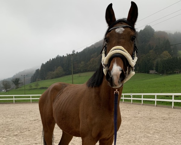 horse Kenny (Holsteiner, 2020, from Il Divo xx)