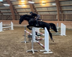 Cavallo da salto Camargo (Westfale, 2017, di Comfort)