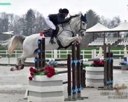 broodmare Zara White (Hanoverian, 2017, from Zirocco Blue)