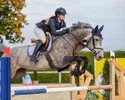 Springpferd Noelle VII (KWPN (Niederländisches Warmblut), 2018, von Apardi)