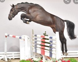 stallion Depeche Mode Z (Zangersheide riding horse, 2017, from Dominator 2000 Z)