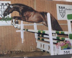 jumper Quader (Oldenburg, 2009, from Quaterback)