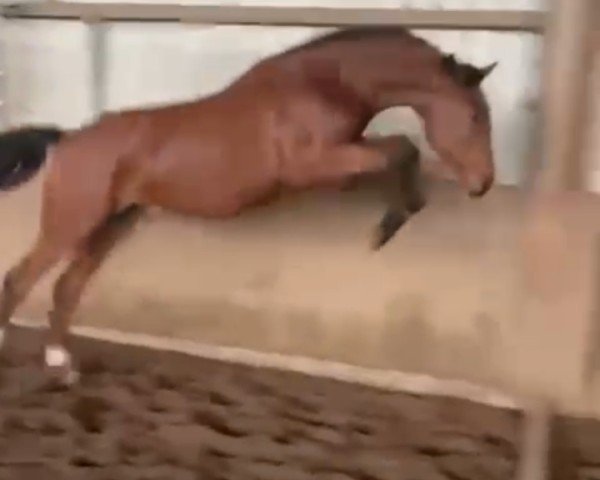 horse Hengst von Charaktervoll / Corrado I (Holsteiner, 2023, from Charaktervoll Hv)