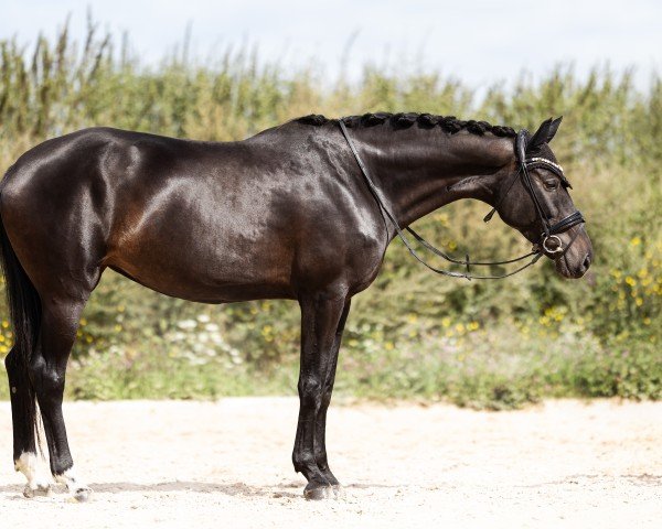 Pferd Pures Glück 4 (Deutsches Sportpferd, 2017, von Revolution)