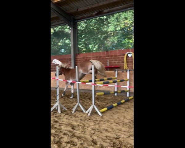 Video of Flash of Moonlight