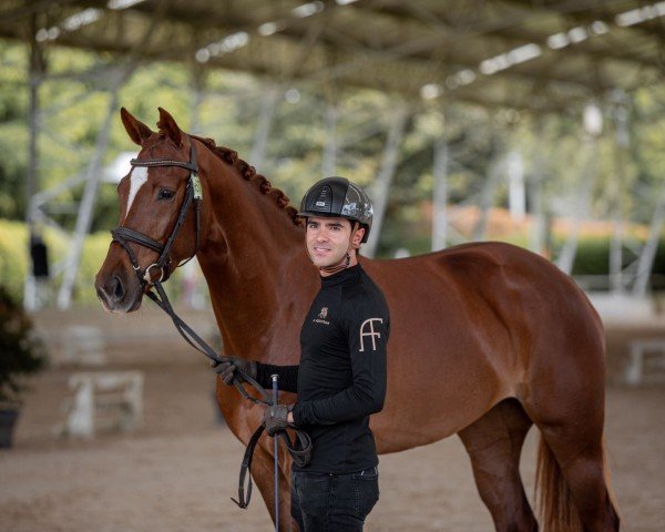 horse Prima Donna TC (KWPN (Royal Dutch Sporthorse), 2020, from Kevin)