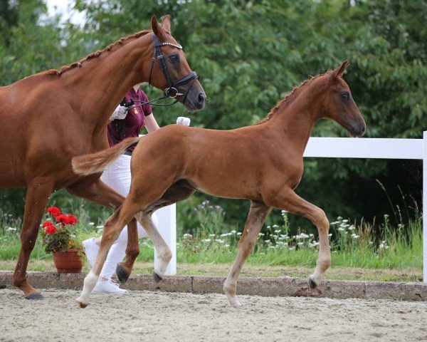 horse Viva Bene (German Sport Horse, 2024, from DSP VA Bene)