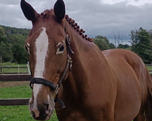 horse Diego (Holsteiner, 2015, from Diamant de Semilly)