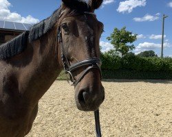horse Chap 72 (Oldenburg, 2017, from Diamond Darco)