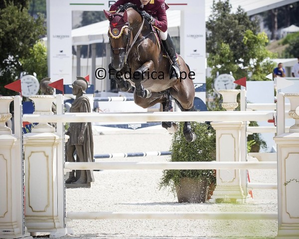 jumper Anton (Zangersheide riding horse, 2015, from Arko III)