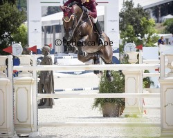 jumper Anton (Zangersheide riding horse, 2015, from Arko III)