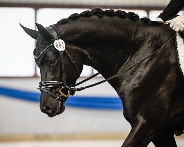 stallion Far Out (Hanoverian, 2018, from Fürsten-Look)
